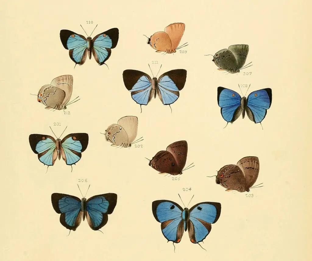 ダミーテキスト